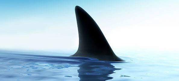 Galeophobia: Understanding and Overcoming Fear of Sharks